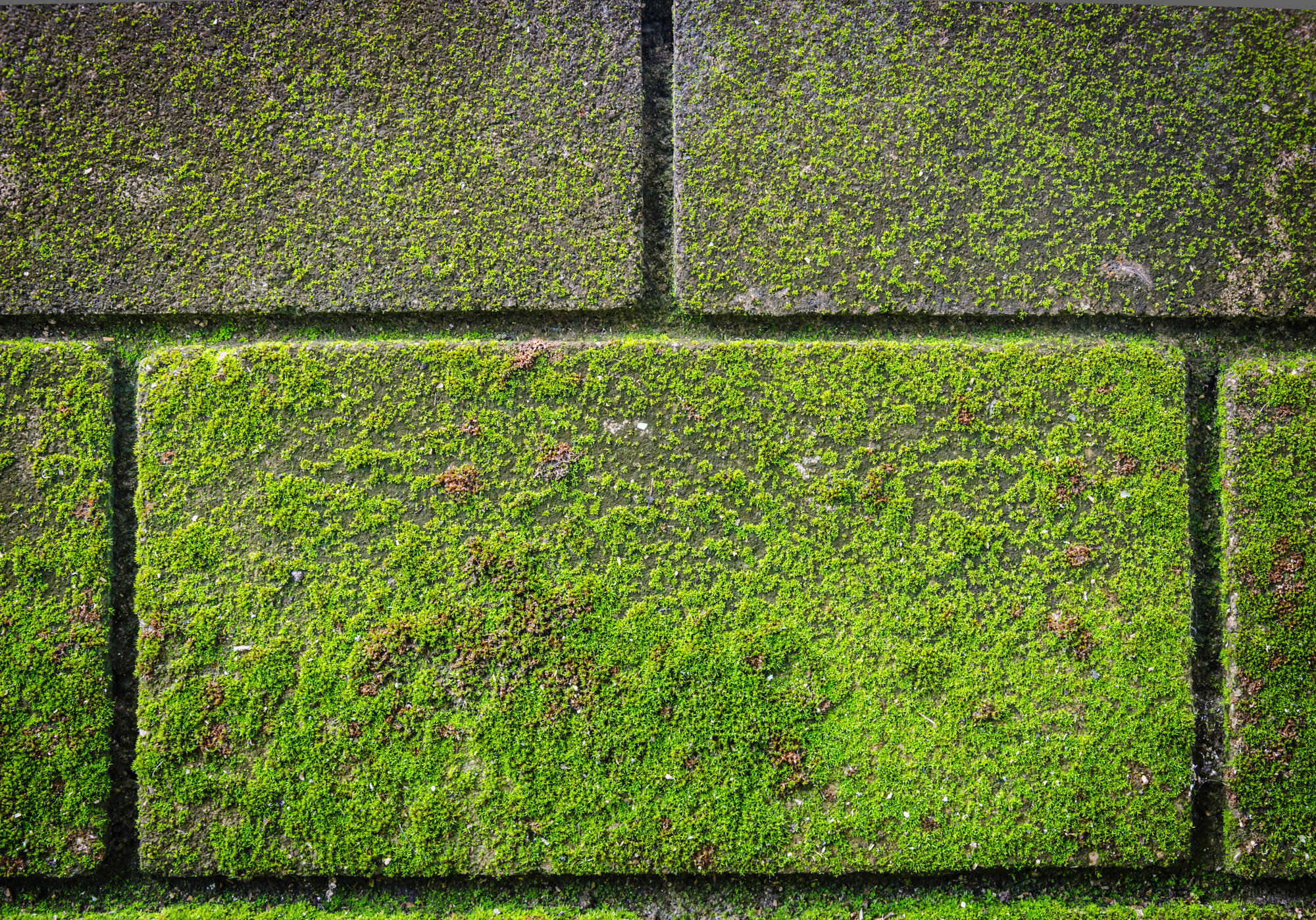 Moss on a wall
