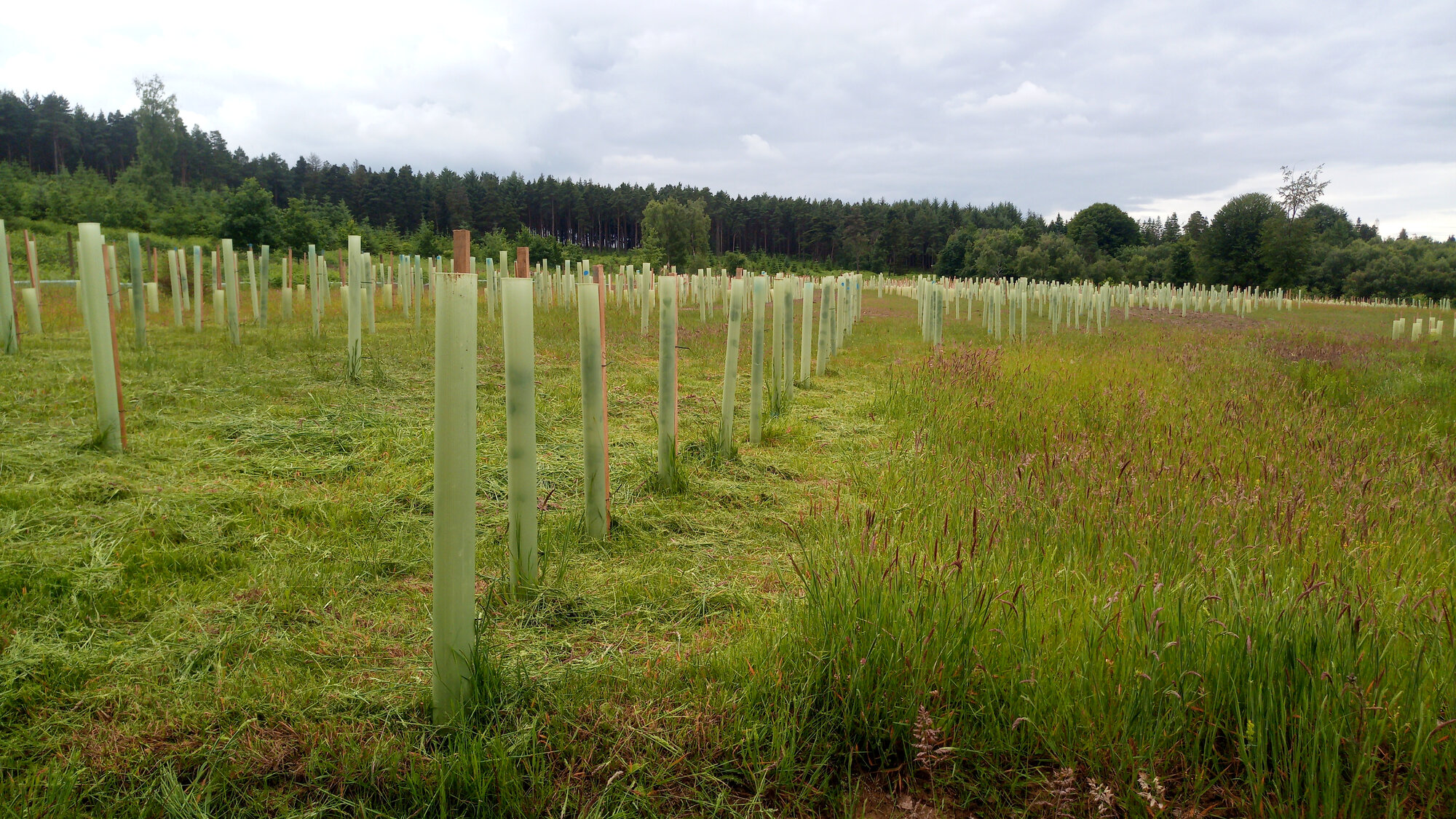 Carbon offsetting