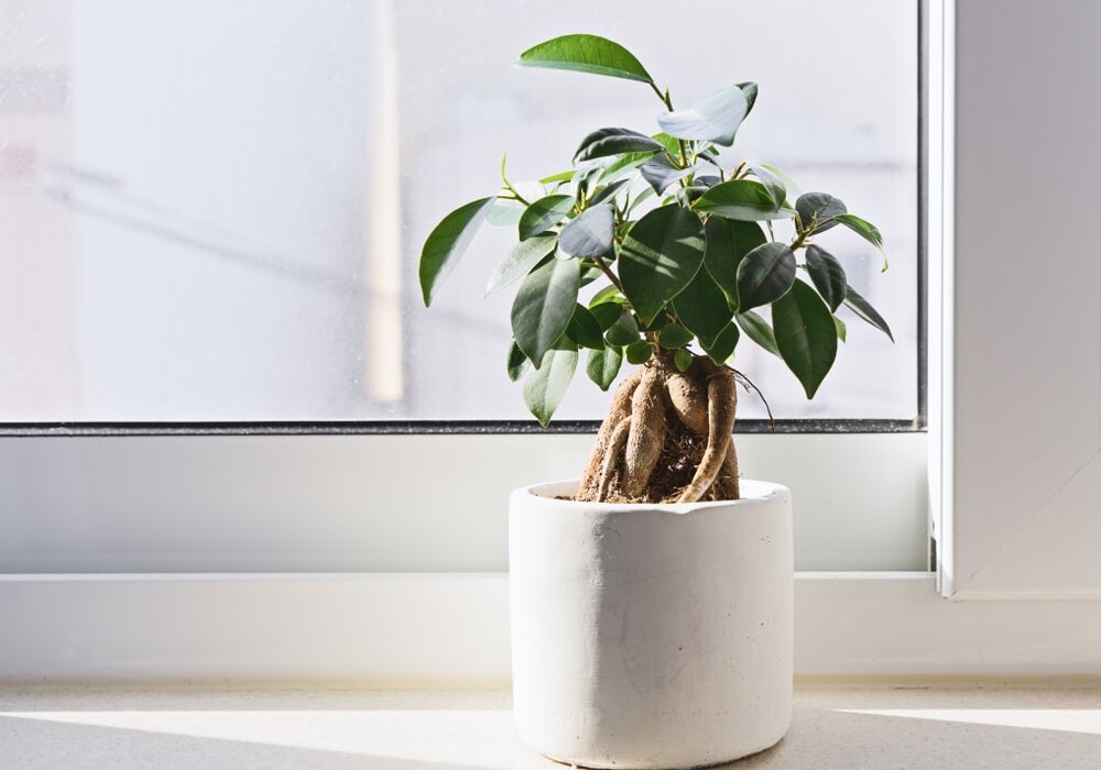 Close-up of a potted plant on a modern window ledge. High-performance windows and doors, properly installed, help eliminate cold bridging and reduce condensation risk—key factors for long-term energy efficiency and comfort. Upgrade your home with EWI Store’s airtightness solutions.