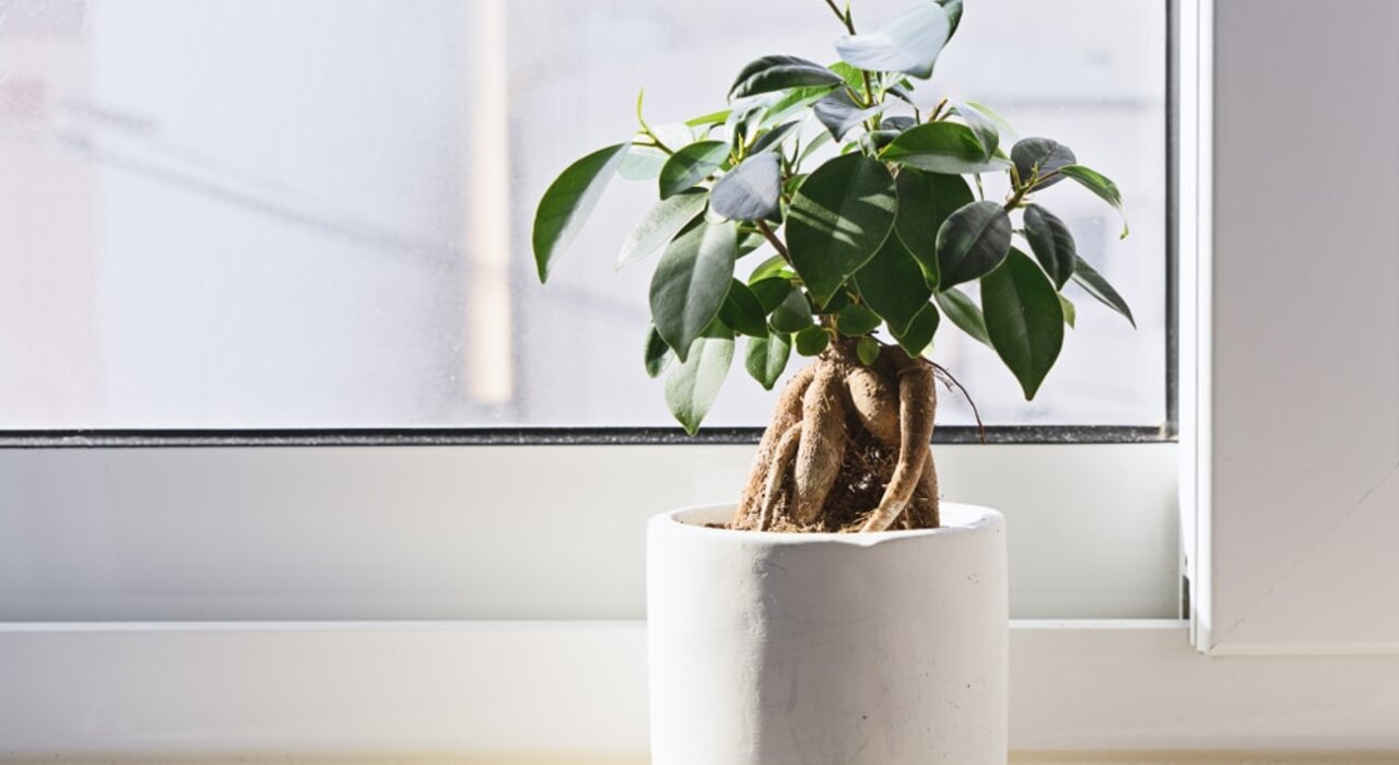 Close-up of a potted plant on a modern window ledge. High-performance windows and doors, properly installed, help eliminate cold bridging and reduce condensation risk—key factors for long-term energy efficiency and comfort. Upgrade your home with EWI Store’s airtightness solutions.