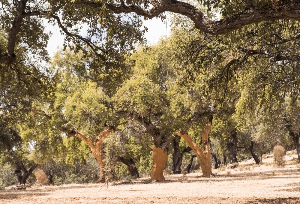 Photograph of a cork oak forest. Cork is a sustainable, natural material used in building insulation and finishes. Available from EWI Store, cork boards offer excellent thermal and acoustic performance while contributing to environmental preservation.