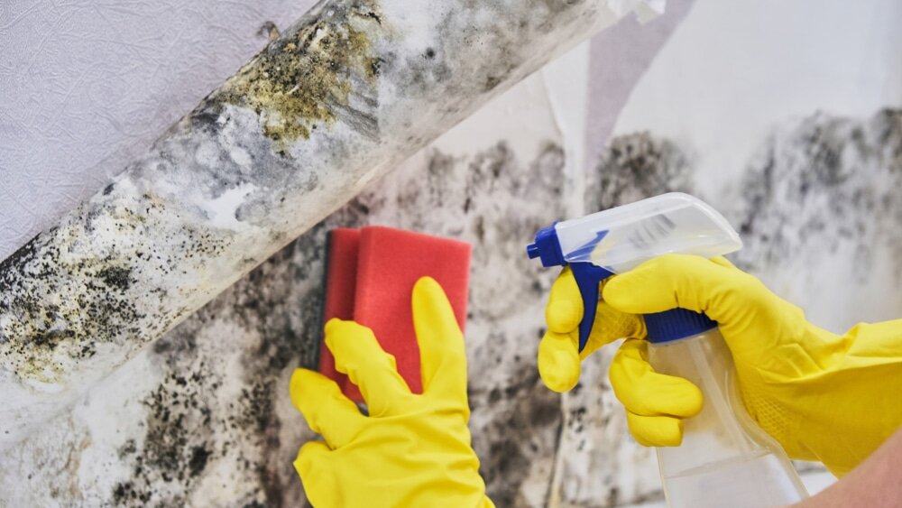 Close-up of a worker using a red sponge and spray bottle to remove mould from a wall. Mould treatment and prevention are essential parts of the EWI system to ensure a clean, durable surface prior to insulation or rendering. Available from EWI Store, our mould remover products effectively treat affected surfaces to prevent regrowth and promote long-term performance.
