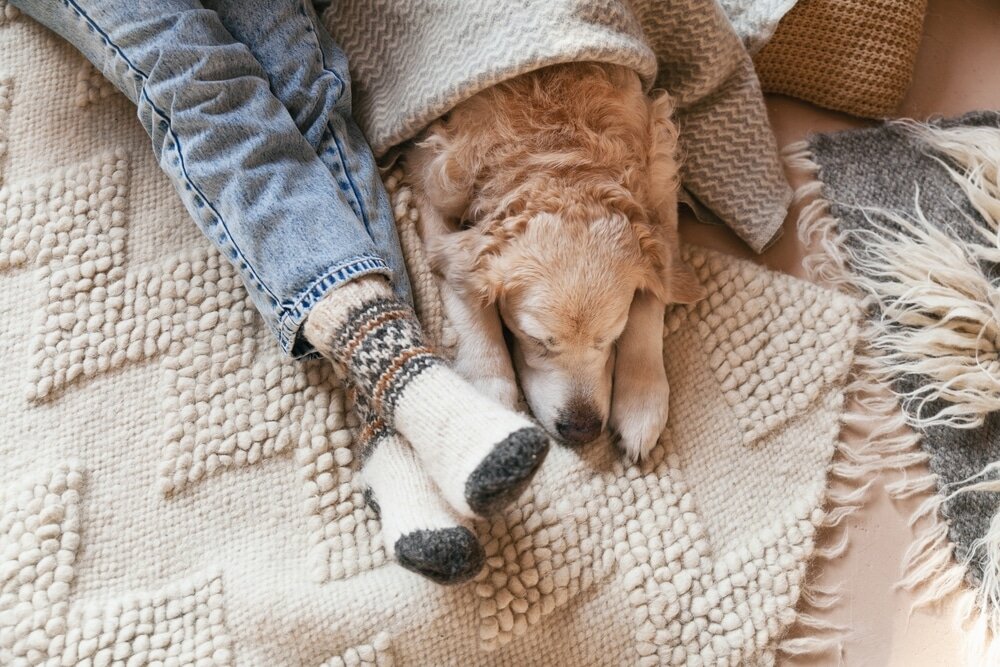 A dog sleeps beside its owner, wrapped in a cosy blanket. External wall insulation from EWI Store creates warmer, more comfortable homes, reducing heat loss and creating a cosy environment—ideal for every member of the household, furry or otherwise.