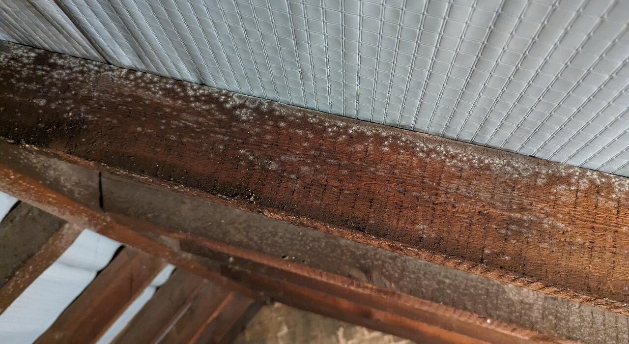 Close-up of timber affected by white mould in a poorly ventilated loft. This highlights the importance of proper insulation and air circulation. EWI Store provides breathable insulation systems and ventilation accessories to combat condensation and mould.