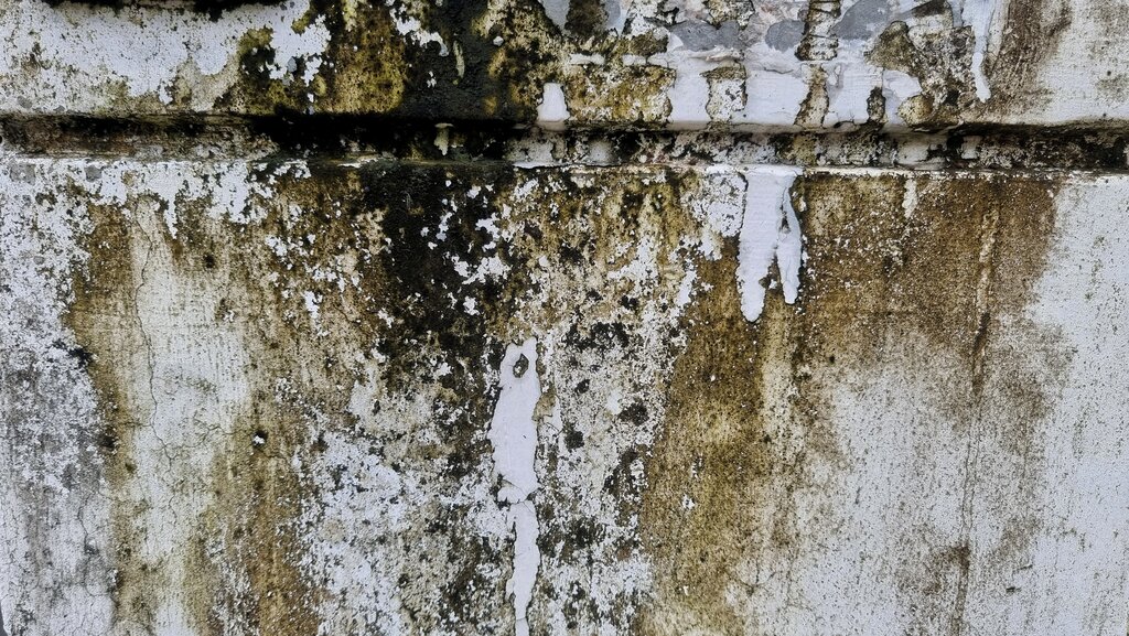 Wall showing signs of severe damp, algae, and render failure. Before applying external insulation or render systems, surfaces like this require thorough cleaning and treatment to prevent issues from recurring.