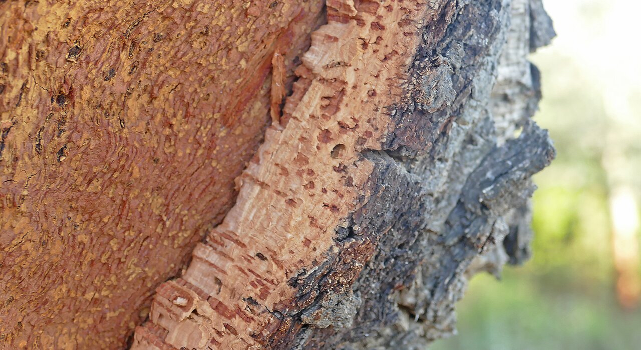 Close-up of cork tree bark. Natural cork, known for its thermal and acoustic insulation properties, is featured in EWI Store’s Cork Boards. Sustainable and breathable, it’s ideal for eco-conscious insulation projects.