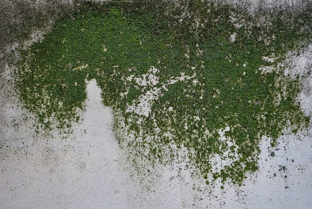 Algae on wall