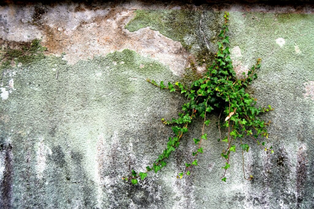 plant growth on a wall