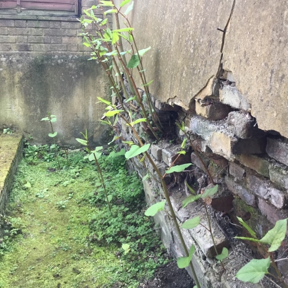 Japanese Knotweed wall damage